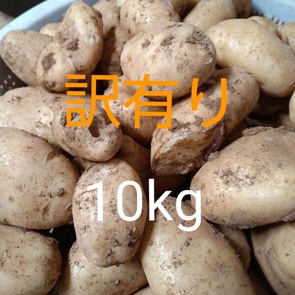 新じゃがいも 訳有り