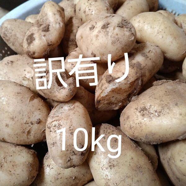 新じゃがいも 訳有り