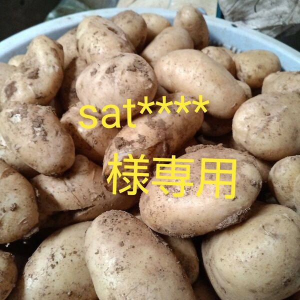 新じゃがいも 訳有り
