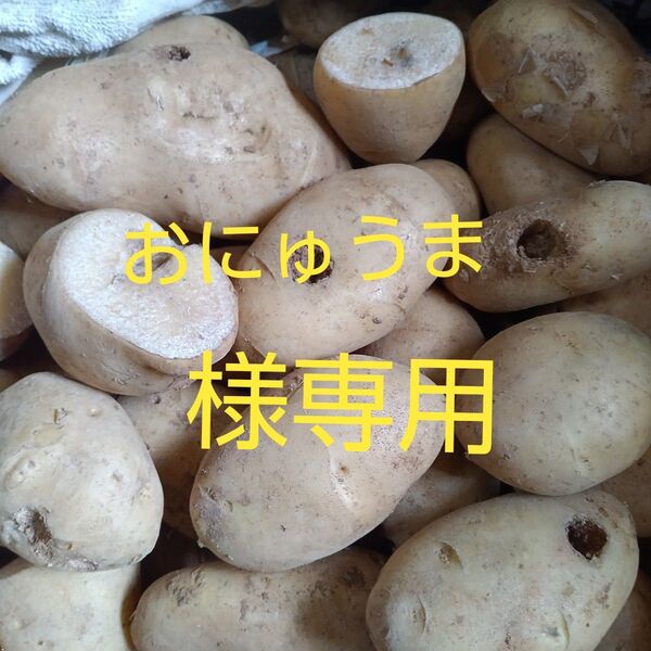 新じゃがいも 超訳有り