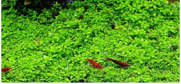 ニューラージパールグラス 水中葉50本 定番の前景草で 1本あたり約1〜3cm ネコポス発送