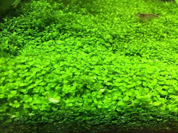 ニューラージパールグラス 水中葉50本 定番の前景草で 1本あたり約1〜3cm