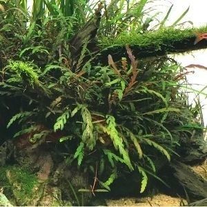 ハイグロフィラ ピンナティフィダ 水中葉 大株1株 根っこ付き ネコポス発送