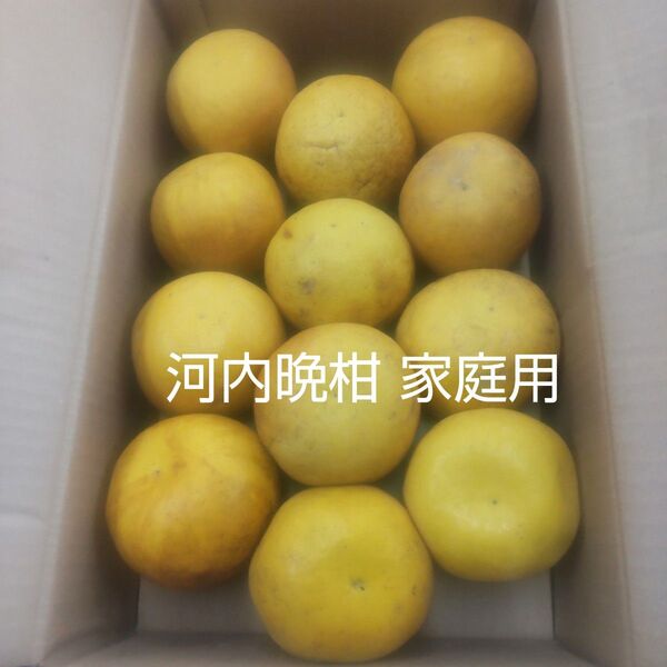 河内晩柑家庭用