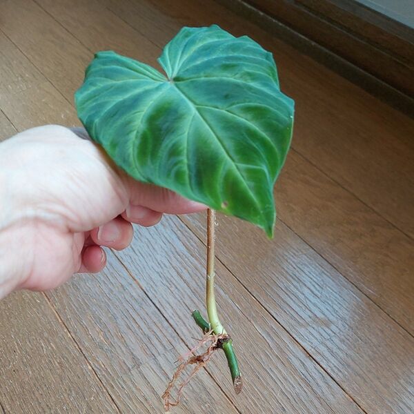 フィロデンドロン ベルコーサム