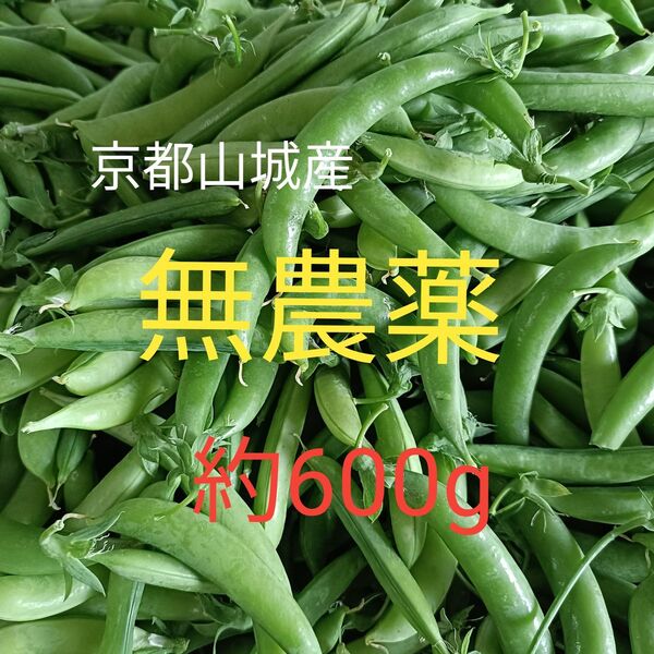 【京都山城産】無農薬野菜 スナップエンドウ 約600g③ 農家産直すなっぷえんどう