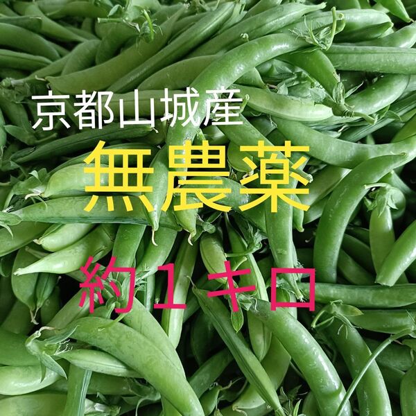 【京都山城産】無農薬野菜 スナップエンドウ 約1kg⑤ すなっぷえんどう京野菜