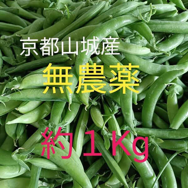 【京都山城産】無農薬野菜 スナップエンドウ 約1kg⑤ すなっぷえんどう京野菜