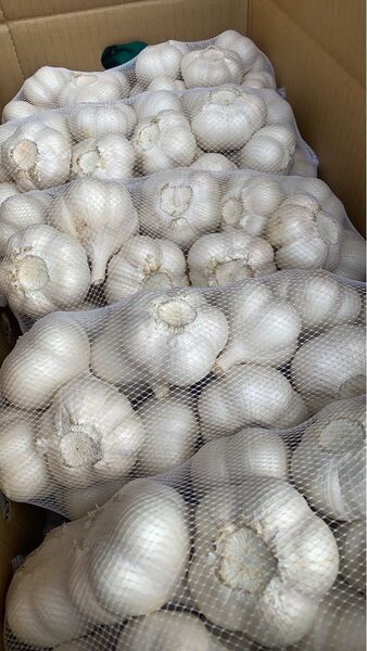 青森県にんにく5Kg ML
