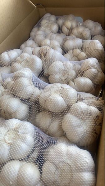 青森県にんにく5Kg M