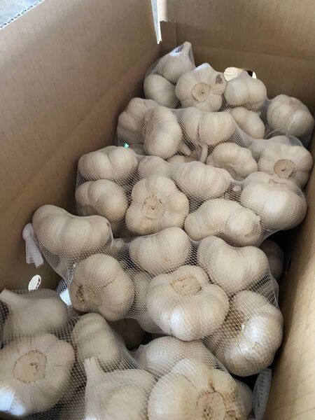 青森にんにく5Kg L