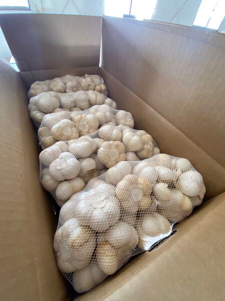 青森県にんにく10Kg M