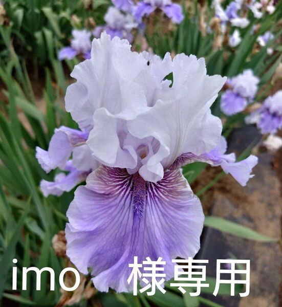 ジャーマンアイリス