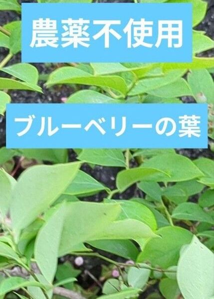 ブルーベリーの苗 農薬不使用