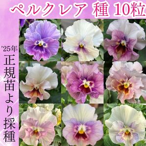 【今季】ペルクレアの種 正規苗採取 ピンク系・パープル系 MIX 10粒