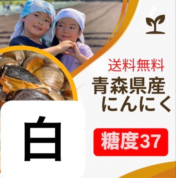 青森県産にんにく 福地ホワイト大粒300g