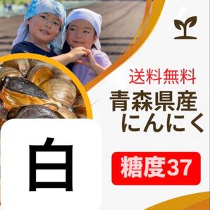青森県産にんにく 福地ホワイト大粒 500g