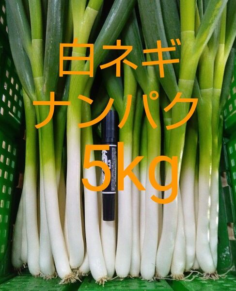 鳥取県産 白ネギ ナンパク多め 5kg 長ネギ