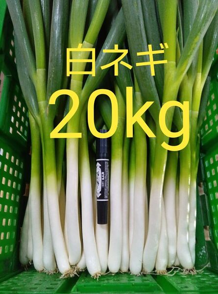 鳥取県産 白ネギ 20kg 長ネギ