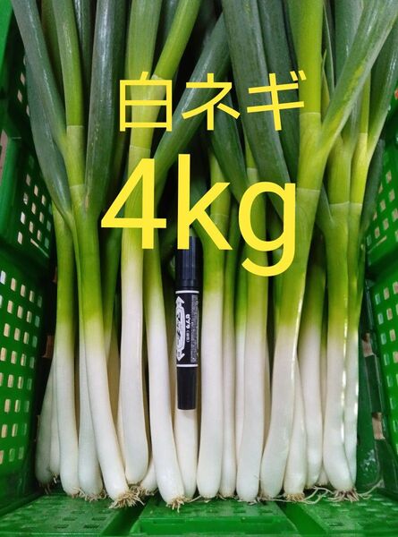鳥取県産 白ネギ 4kg 長ネギ