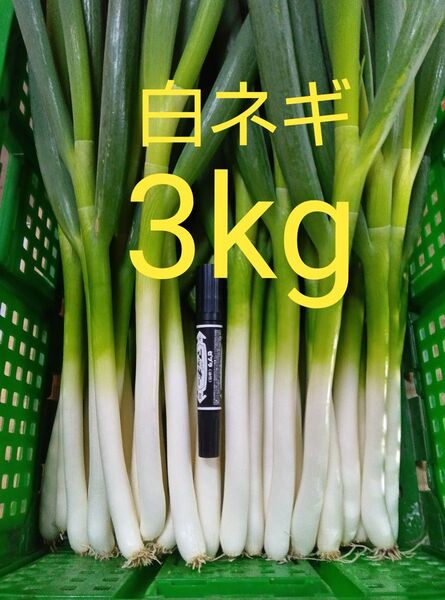 鳥取県産 白ネギ 3kg 長ネギ