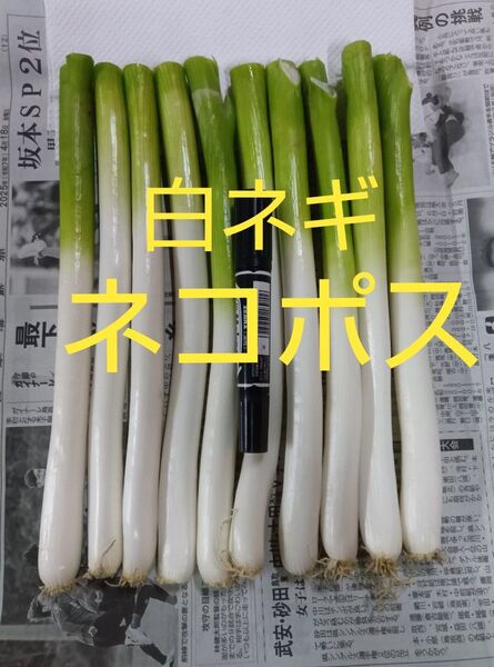 鳥取県産 白ネギ ネコポス 長ネギ