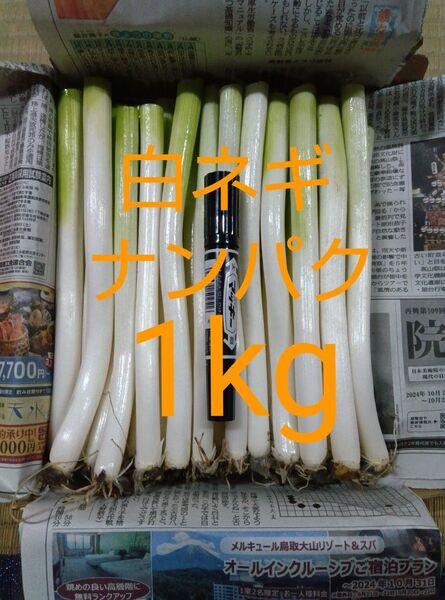 鳥取県産 白ネギ 1kg たっぷりナンパク宅急便コンパクト 長ネギ