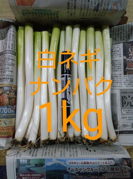鳥取県産 白ネギ 1kg たっぷりナンパク宅急便コンパクト 長ネギ