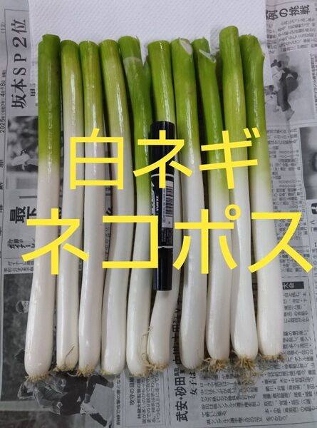 鳥取県産 白ネギ「冠雪葱」 ネコポス 長ネギ
