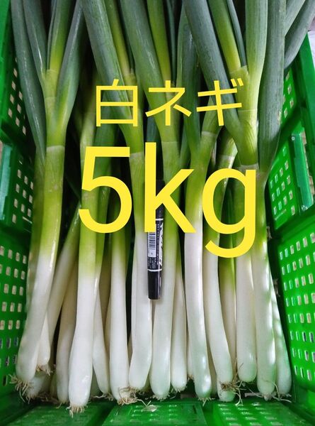 鳥取県産 白ネギ 5kg 長ネギ
