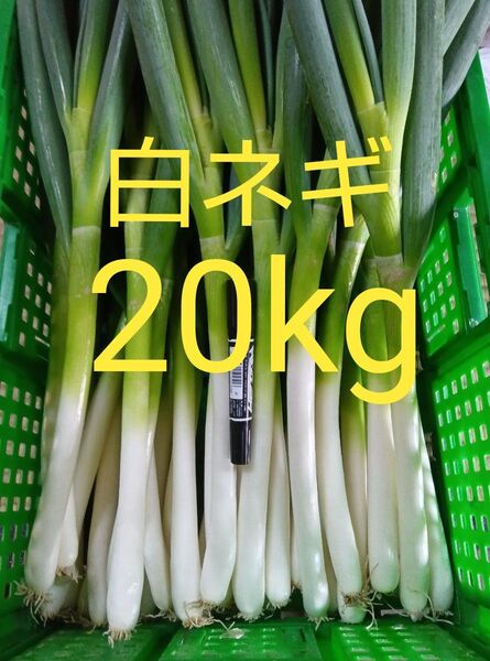 鳥取県産 白ネギ 20kg 長ネギ