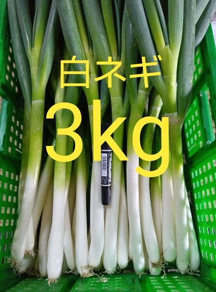 鳥取県産 白ネギ 3kg 長ネギ