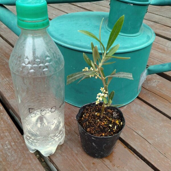 オリーブ挿し木苗 セントキャサリン