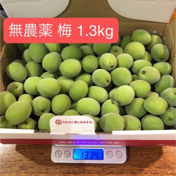 ①無農薬小梅 約1.3kg (5/25収穫分)