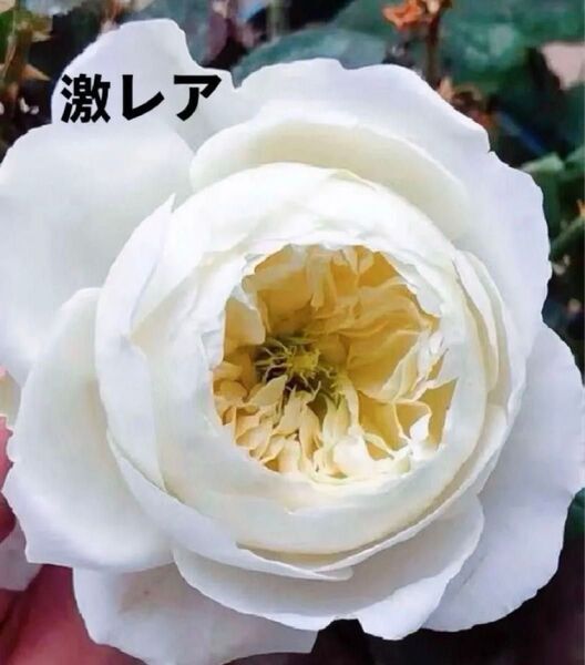 激レアバラ苗 超入手困難 ホワイトローズ 丸カップ咲き