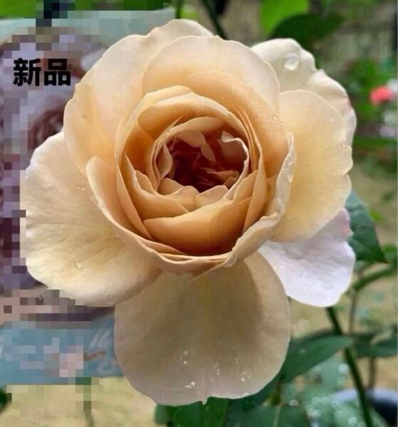 バラ苗 大きめ 茶バラ