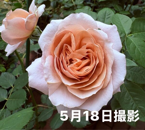 バラ苗 超人気新種 茶系 四季咲き