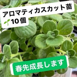 アロマティカス 3㎝〜5㎝カット苗 10個