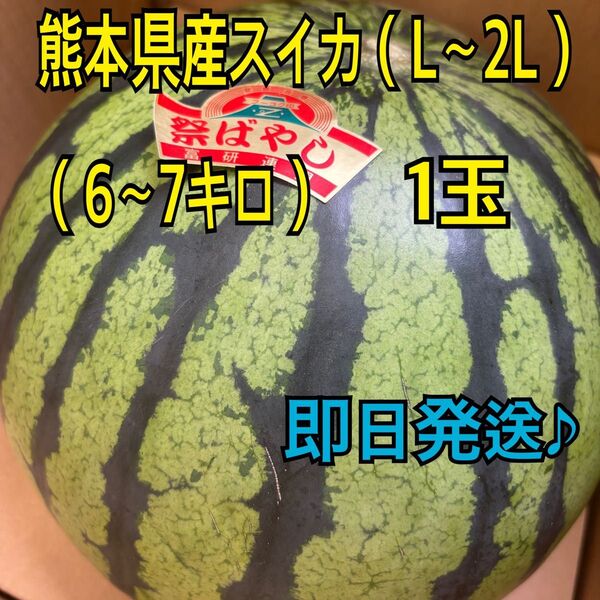 産地直送 熊本県産 スイカ×1玉 L~4Lサイズ(6~10キロ)