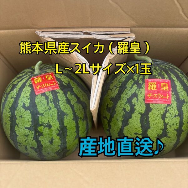 産地直送 熊本県産 スイカ×1玉(羅皇ザ スウィート) 秀品 L~2Lサイズ(6~7キロ)