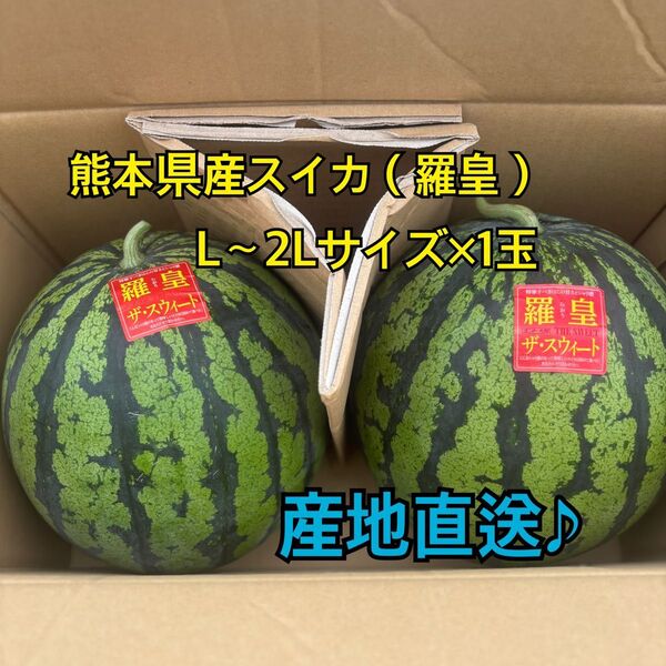 産地直送 熊本県産 スイカ×1玉(羅皇ザ スウィート) 秀品 L~2Lサイズ(6~7キロ)