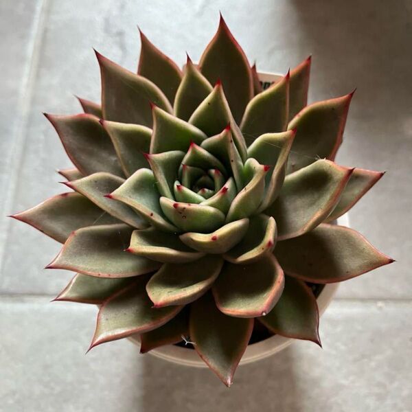 希少 多肉植物 アウントパン 抜苗 大苗 リエール苗