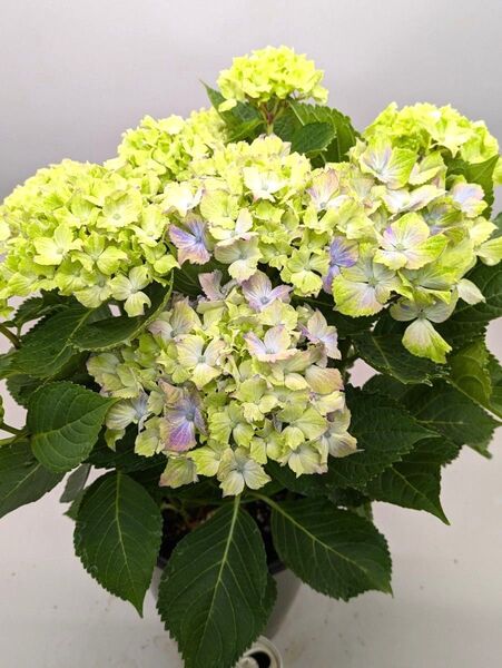 アジサイ キャンディリップス7号底面給水鉢 現品 鮮やかグリーンの花が目を引く 秋色への変化も楽しめます
