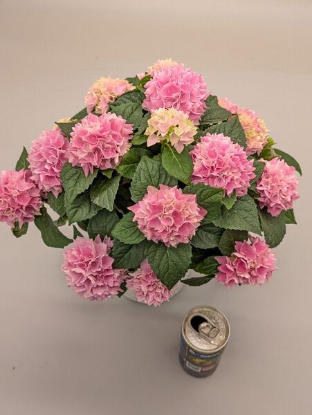 ミニアジサイ茜雲4号底面給水鉢現品