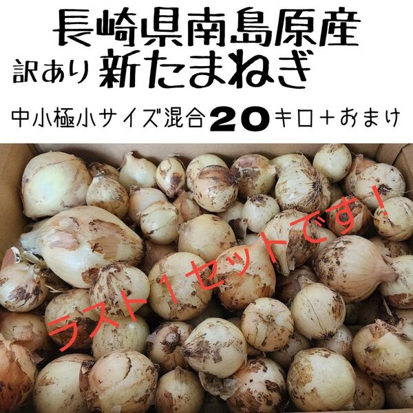ラスト1セット!長崎県南島原産【新玉ねぎ】中小極小混合20キロ+おまけ 訳あり品