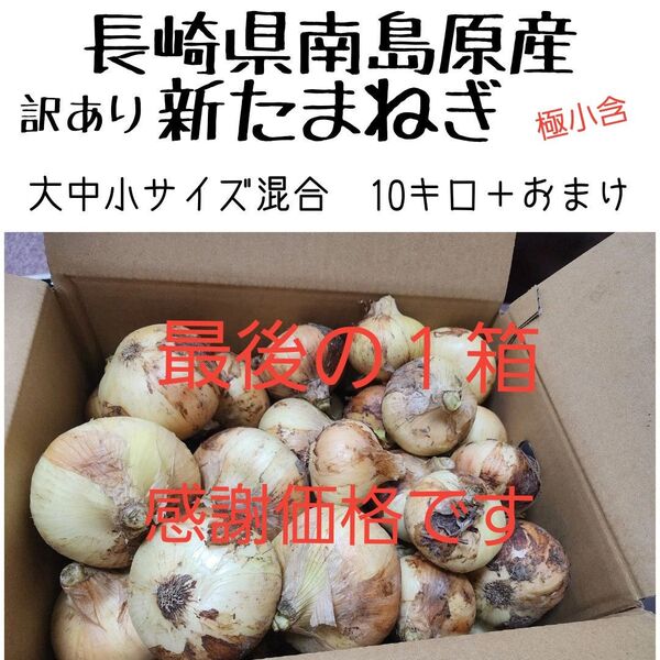 最後の1箱!感謝価格です!長崎県南島原産【新玉ねぎ】大中小極小混合10キロ+おまけ 訳あり品