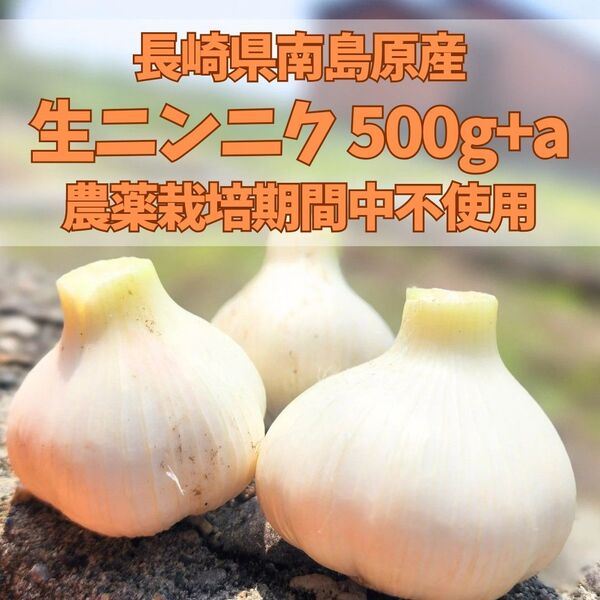 長崎県南島原産ニンニク 500g+a A品栽培期間中農薬不使用