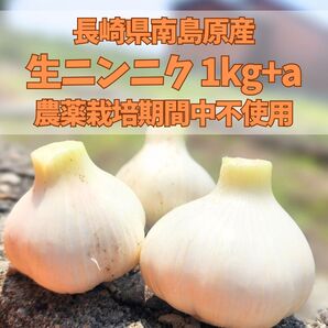 長崎県南島原産ニンニク 1kg+a A品栽培期間中農薬不使用 有機肥料