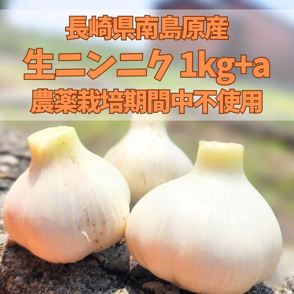 長崎県南島原産ニンニク 1kg+a A品栽培期間中農薬不使用 有機肥料