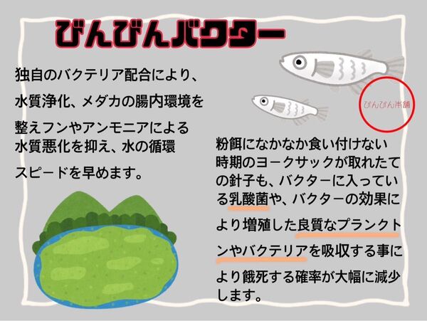 梅雨入り直前キャンペーン!びんびんバクター2L×2(針子の餌、水質改善、越冬時の餌)水質浄化 めだか psb メダカ
